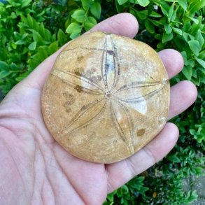 Fossil Sand Dollar 7,2 cm � �gte fossilt s�pindsvin i flot kvalitet (22)