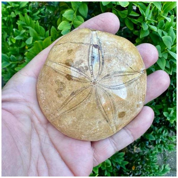Fossil Sand Dollar 7,2 cm � �gte fossilt s�pindsvin i flot kvalitet (22)