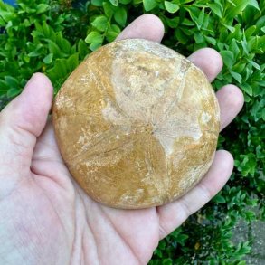 �gte fossilt s�pindsvin, Fossil Sand Dollar, med fine detaljer og velbevaret naturlig struktur.