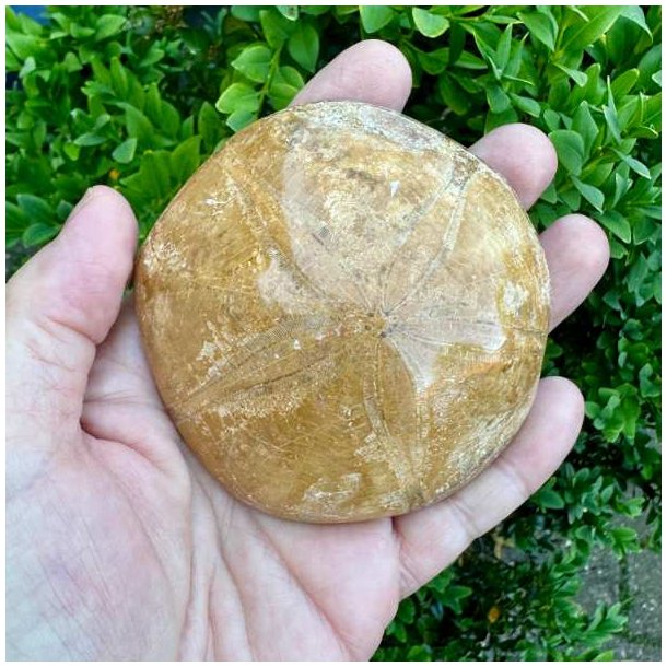 �gte fossilt s�pindsvin, Fossil Sand Dollar, med fine detaljer og velbevaret naturlig struktur.