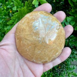 �gte Fossil Sand Dollar med naturligt stjernem�nster og velbevaret fossil struktur fotograferet p� hvid baggrund.