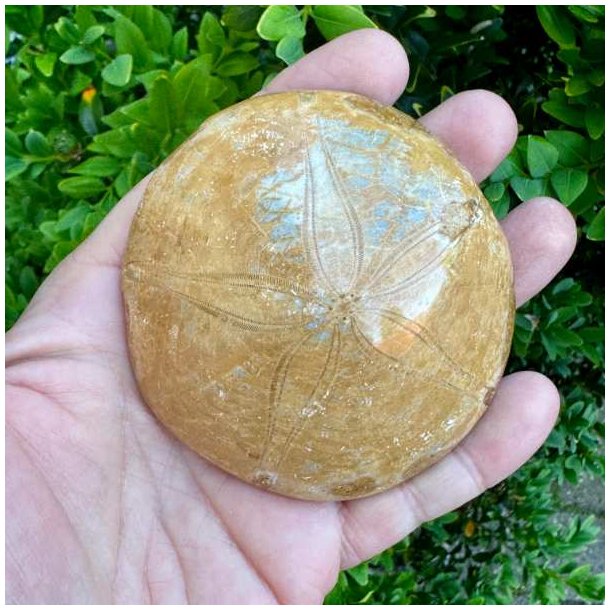 �gte Fossil Sand Dollar med naturligt stjernem�nster og velbevaret fossil struktur fotograferet p� hvid baggrund.