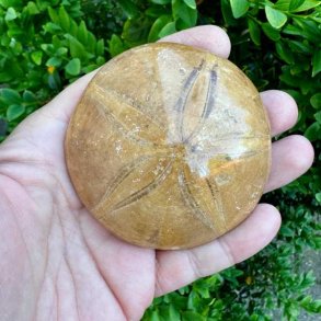 �gte Fossil Sand Dollar med naturligt stjernem�nster.