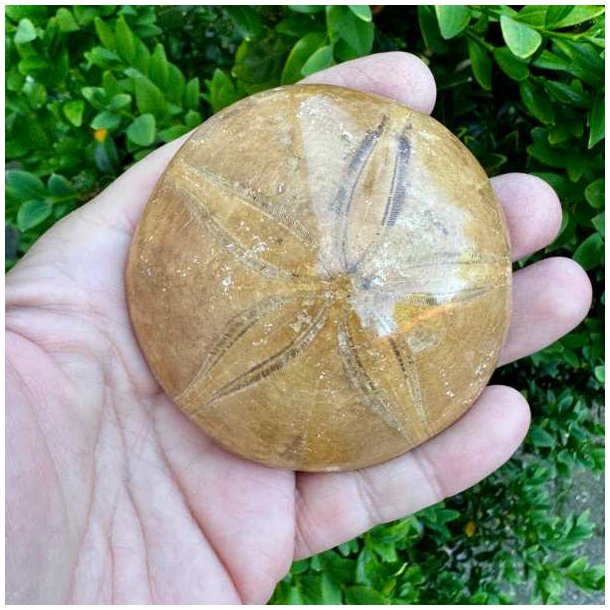 �gte Fossil Sand Dollar med naturligt stjernem�nster.