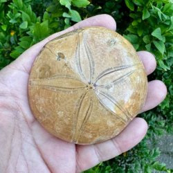 Unikt Fossil Sand Dollar med velbevaret overflade, karakteristisk stjerneform og autentiske fossile detaljer.