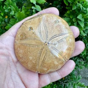 Unikt Fossil Sand Dollar med velbevaret overflade, karakteristisk stjerneform og autentiske fossile detaljer.
