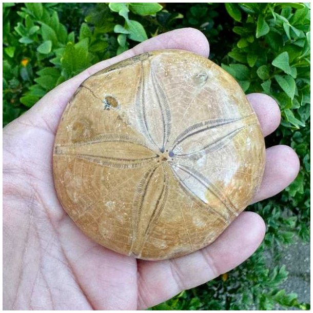 Unikt Fossil Sand Dollar med velbevaret overflade, karakteristisk stjerneform og autentiske fossile detaljer.