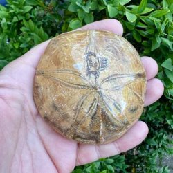 Fossil Sand Dollar 7,3 cm � �gte fossilt s�pindsvin i flot kvalitet (38)