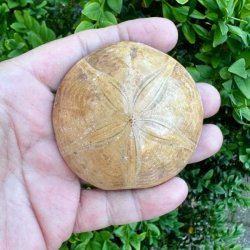 Fossil Sand Dollar 6,3 cm � �gte fossilt s�pindsvin i flot kvalitet (39)