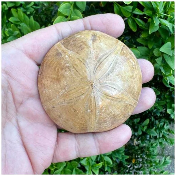 Fossil Sand Dollar 6,3 cm � �gte fossilt s�pindsvin i flot kvalitet (39)