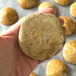 Bagsiden af en fossil sanddollar s�pindsvin holdt i h�nden.