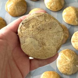 Detaljer p� bagsiden af forstenet sanddollar i en h�nd.