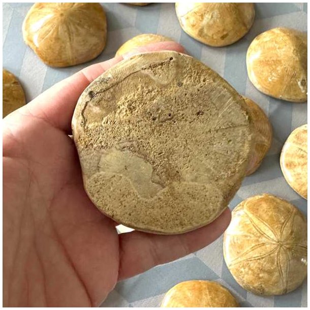 Detaljer p� bagsiden af forstenet sanddollar i en h�nd.
