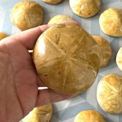 �gte fossil sanddollar vist frem i h�nden forfra