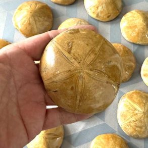 �gte fossil sanddollar vist frem i h�nden forfra