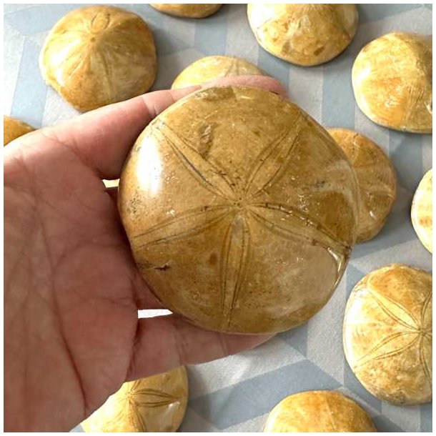 �gte fossil sanddollar vist frem i h�nden forfra