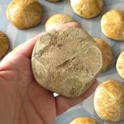  Fossil sanddollar vendt om i h�nden for at vise bagsiden.