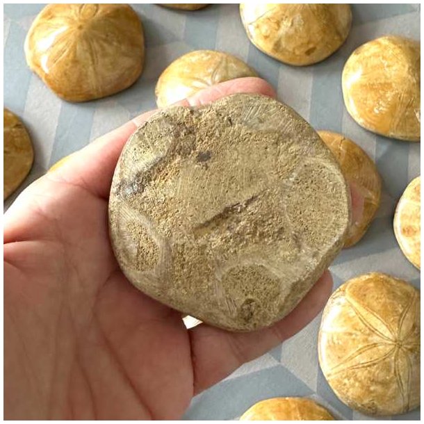  Fossil sanddollar vendt om i h�nden for at vise bagsiden.