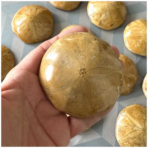Detaljeret forside af et fossilt sanddollar s�pindsvin i en h�nd.