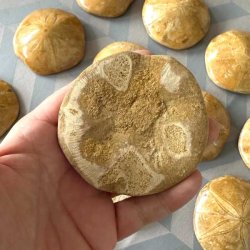 Undersiden af et forstenet sanddollar s�pindsvin i en �ben h�nd