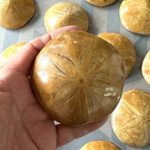 Naturtro fossil af sanddollar s�pindsvin holdt i �ben h�ndflade.