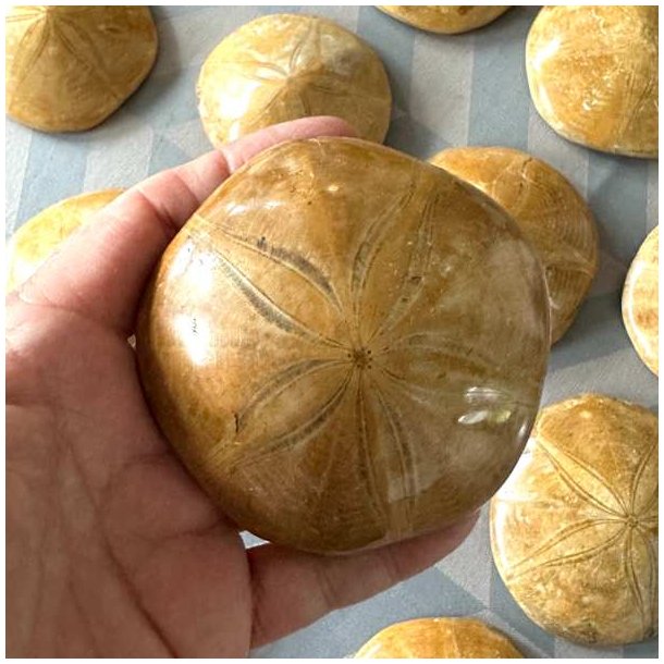 Naturtro fossil af sanddollar s�pindsvin holdt i �ben h�ndflade.