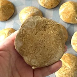 N�rbillede af bagsiden p� et fossiliseret s�pindsvin i h�nden
