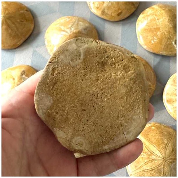 N�rbillede af bagsiden p� et fossiliseret s�pindsvin i h�nden