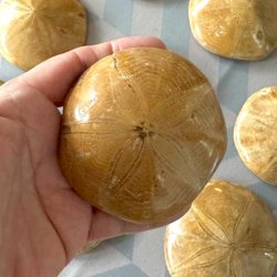 Flot eksemplar af forstenet sanddollar s�pindsvin set forfra i h�nden