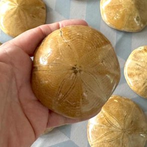 Flot eksemplar af forstenet sanddollar s�pindsvin set forfra i h�nden