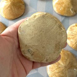 Samlerobjekt af fossilt sanddollar vist fra bagsiden i h�nden.
