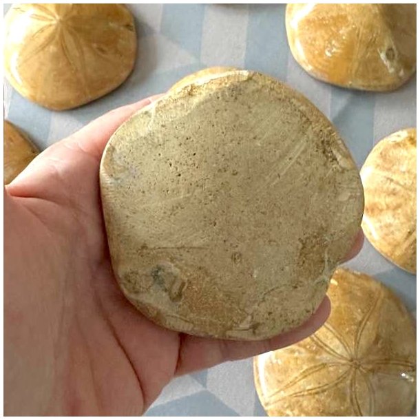 Samlerobjekt af fossilt sanddollar vist fra bagsiden i h�nden.