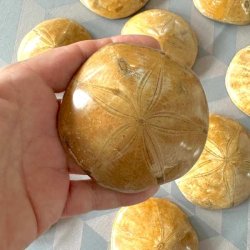 Fossiliseret s�pindsvin, sanddollar, fotograferet forfra i en h�nd.