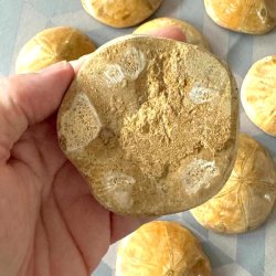 Struktur og detaljer p� bagsiden af en fossil sanddollar holdt i h�nden