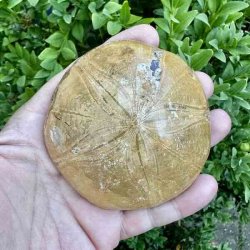 Velbevaret Fossil Sand Dollar med tydelige fossile m�nstre og smuk naturlig overfladestruktur.