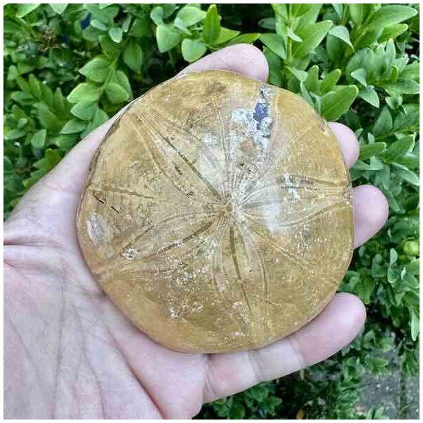 Velbevaret Fossil Sand Dollar med tydelige fossile m�nstre og smuk naturlig overfladestruktur.