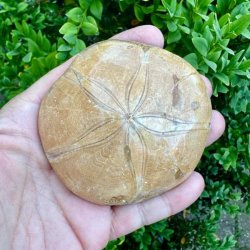 Fossil Sand Dollar 8 cm � �gte fossilt s�pindsvin i flot kvalitet (8)