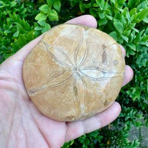 Fossil Sand Dollar 8 cm � �gte fossilt s�pindsvin i flot kvalitet (8)