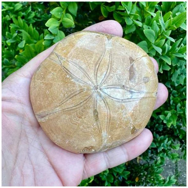 Fossil Sand Dollar 8 cm � �gte fossilt s�pindsvin i flot kvalitet (8)