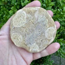 Fossil Sand Dollar 7,9 cm � �gte fossilt s�pindsvin i flot kvalitet (1)