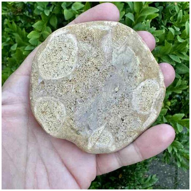 Fossil Sand Dollar 7,9 cm � �gte fossilt s�pindsvin i flot kvalitet (1)