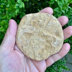 Naturligt Fossil Sand Dollar med markant stjernem�nster og fine fossile detaljer fotograferet bagfra.