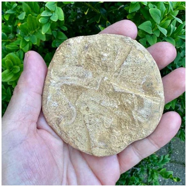 Naturligt Fossil Sand Dollar med markant stjernem�nster og fine fossile detaljer fotograferet bagfra.