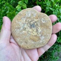�gte Fossil Sand Dollar med flotte naturlige detaljer og rund fossil form vist p� produktfoto.
