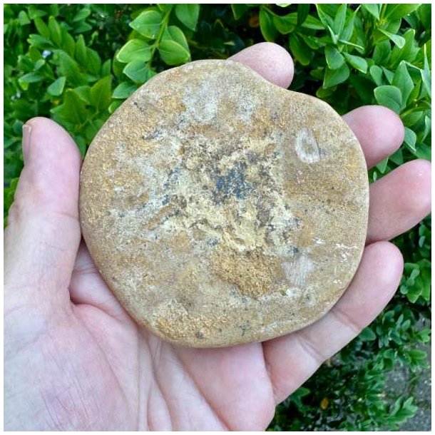 �gte Fossil Sand Dollar med flotte naturlige detaljer og rund fossil form vist p� produktfoto.