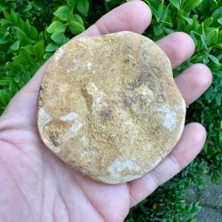 Fossil Sand Dollar 7,2 cm � �gte fossilt s�pindsvin i flot kvalitet (22)