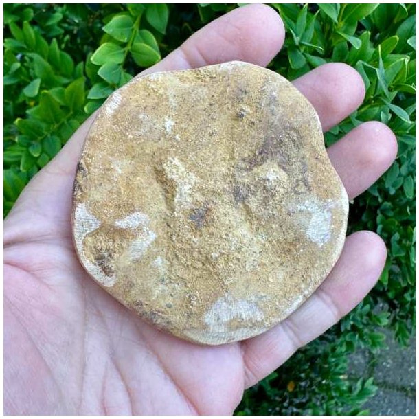 Fossil Sand Dollar 7,2 cm � �gte fossilt s�pindsvin i flot kvalitet (22)