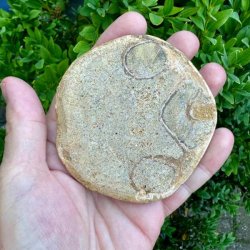 Velbevaret Fossil Sand Dollar med rund form, naturlige m�nstre og karakteristisk stjernemotiv.