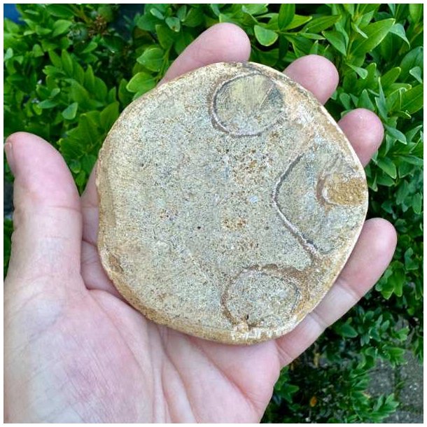 Velbevaret Fossil Sand Dollar med rund form, naturlige m�nstre og karakteristisk stjernemotiv.