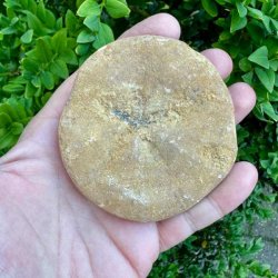 Unikt Fossil Sand Dollar med tydeligt femtakket stjernem�nster og smukke naturlige fossile detaljer.